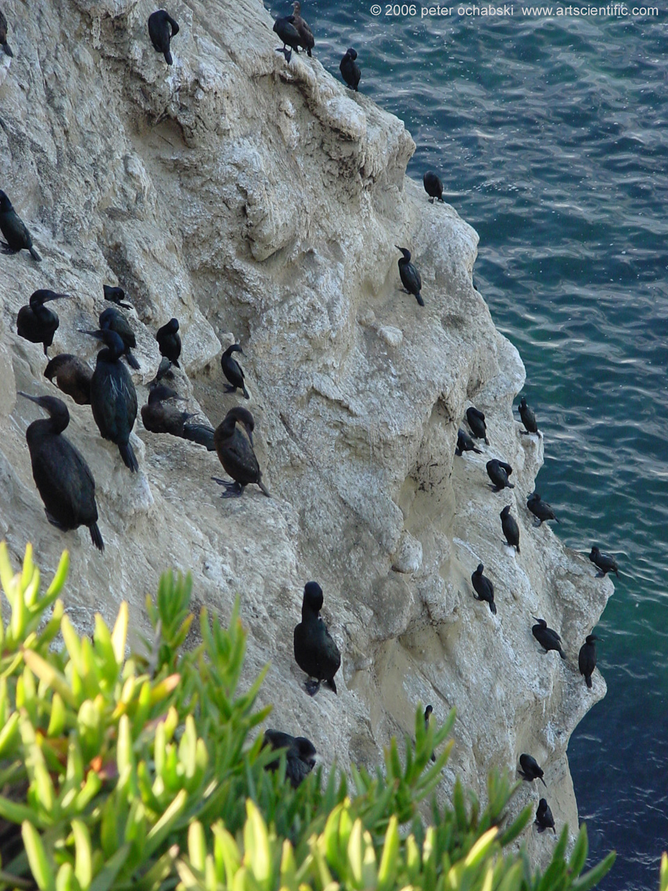 cliff diving birds