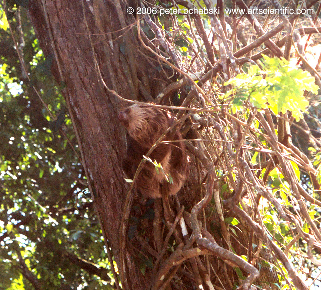 costa rica tree sloth