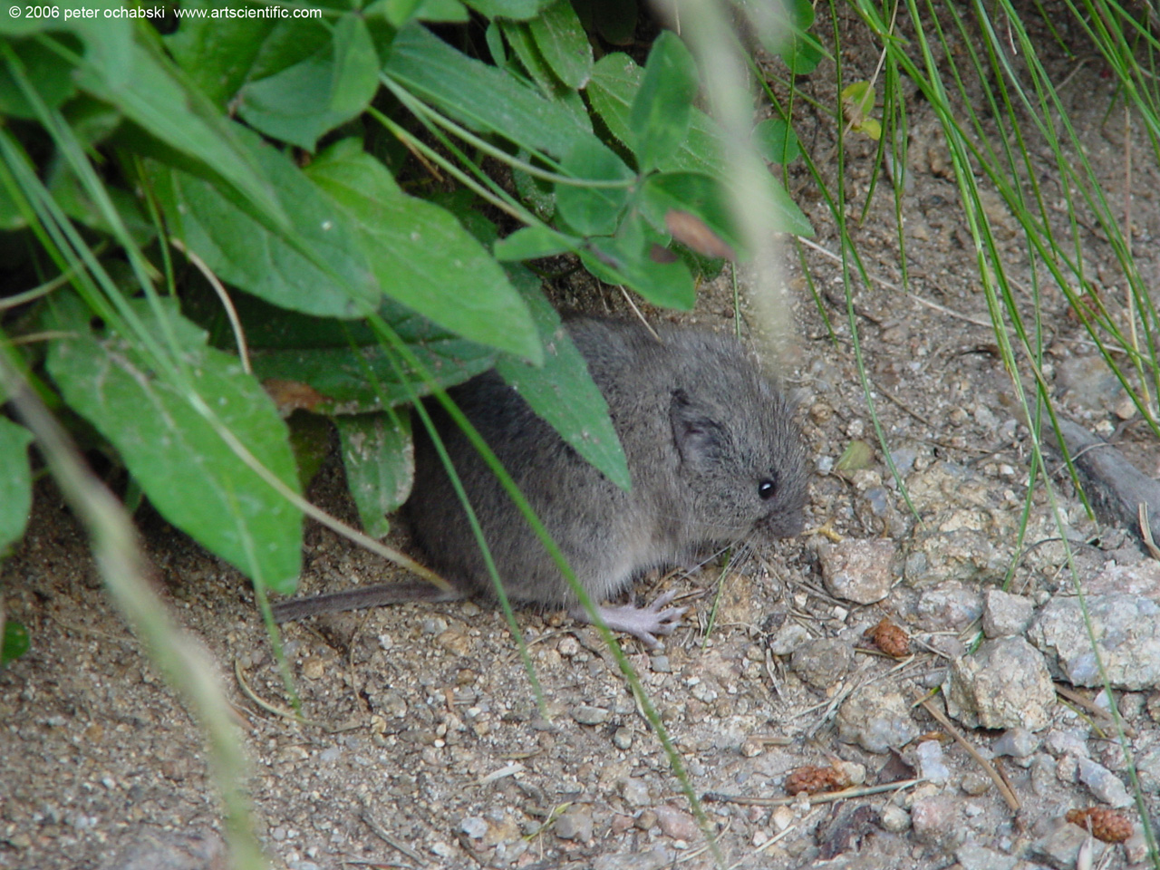 ribez cute little mouse under leaves